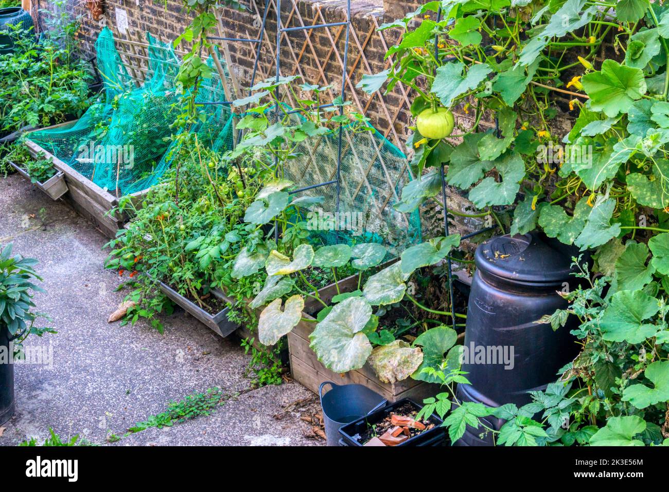 A pumpkin growing trained up a brick wall in a city urban garden setting. Stock Photo