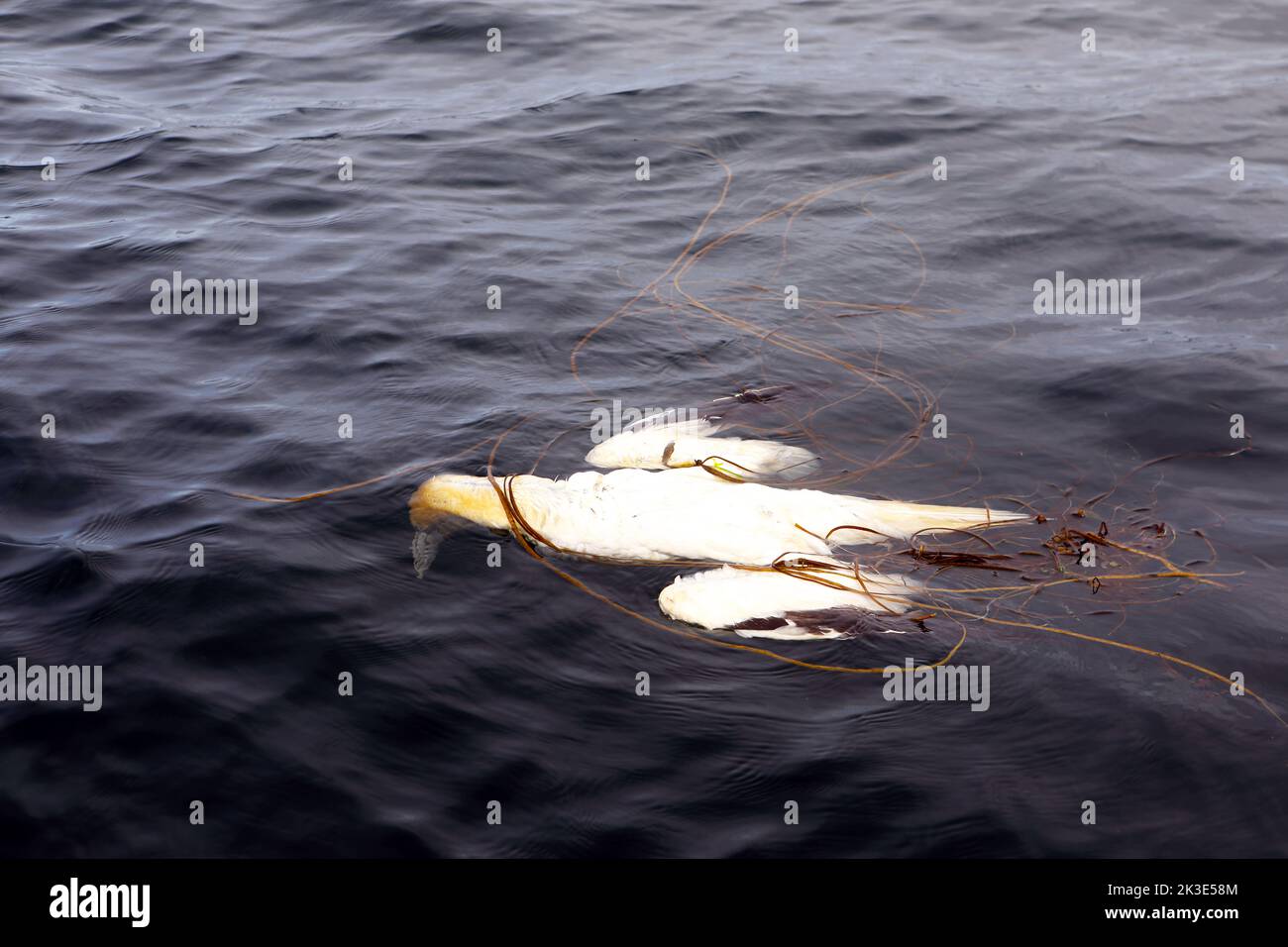 Dead gannet, a casualty of Avian flu, floating in the sea tangled in seaweed Stock Photo