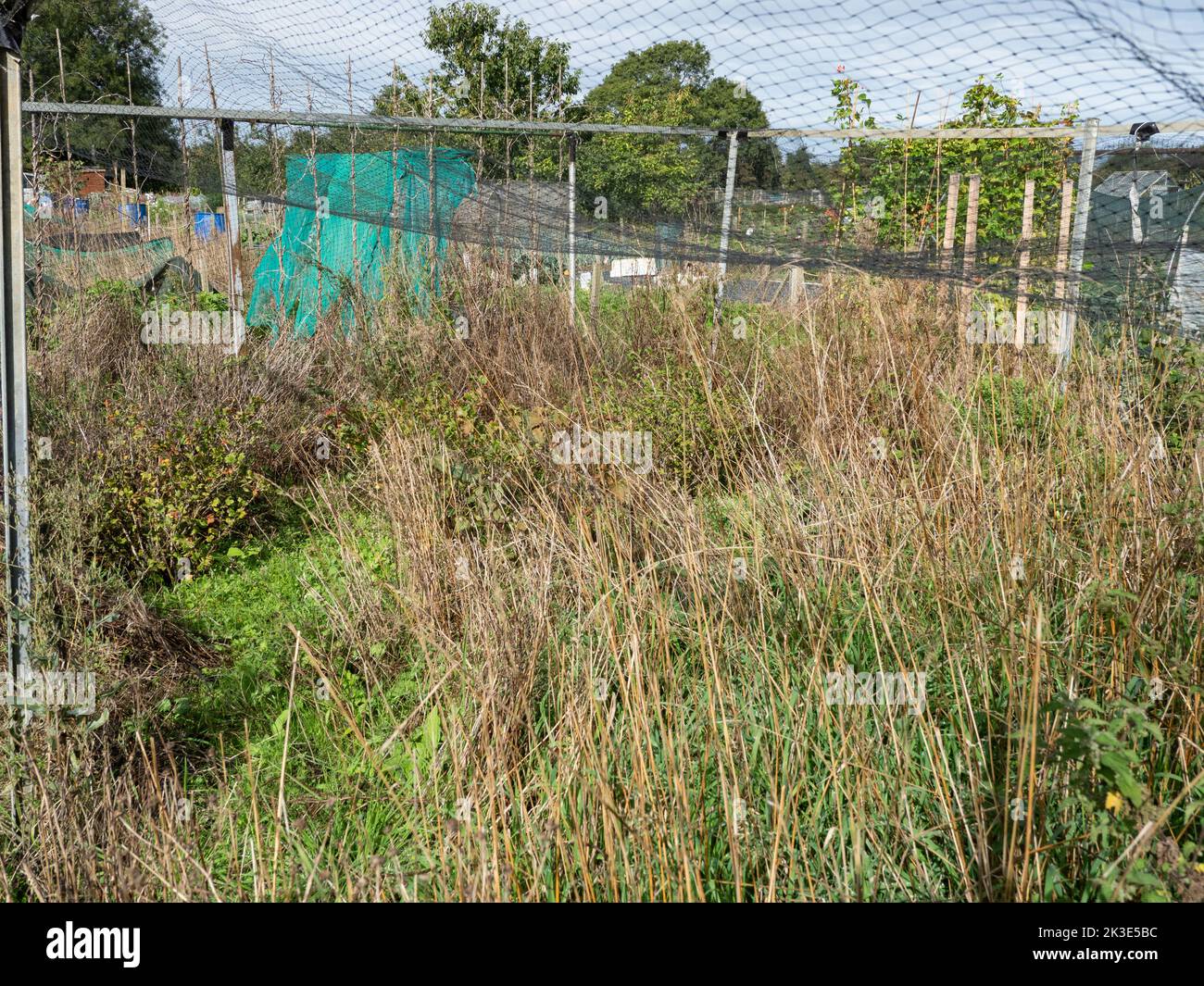 Two allotments one productive one overgrown. Stock Photo