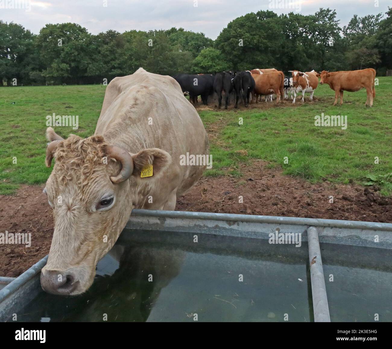 Dairy Cows, Witherwin Farm, Lumb Brook Road, Appleton, Warrington, Cheshire, England, UK, WA4 3HH Stock Photo