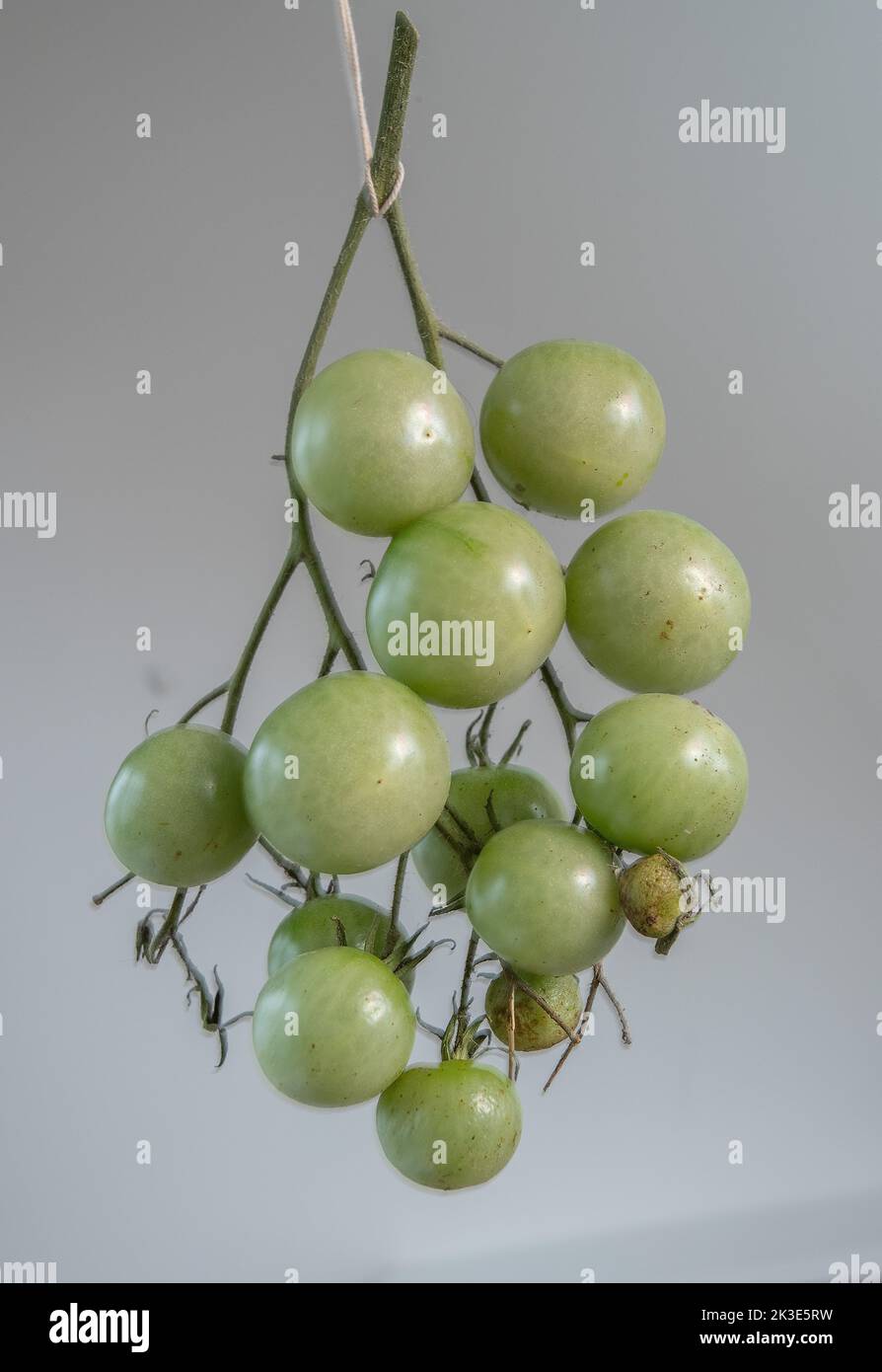 Tomatoes cut out tomatoes on vine - green ripe tomato - tomatoes gray background Stock Photo