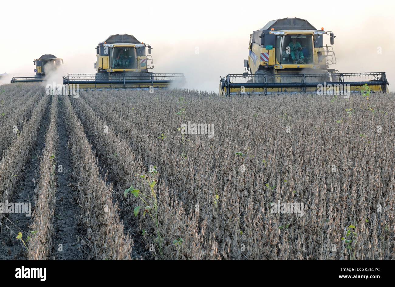 SERBIA, region Vojvodina, soybean harvest / SERBIEN, Region Vojvodina, Donau Soja Initiative, Soja Anbau zur Proteingewinnung in Europa, Soja Ernte Stock Photo