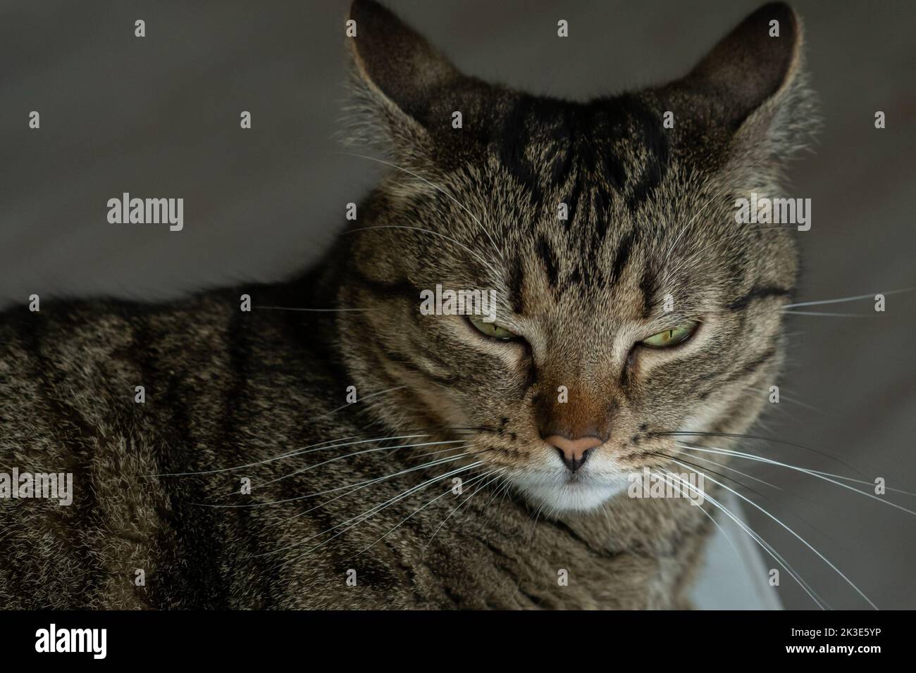 Premium Photo  Angry cat face portrait close up