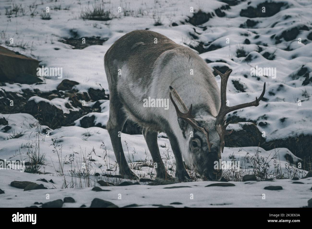 Svalvard reindeer Stock Photo