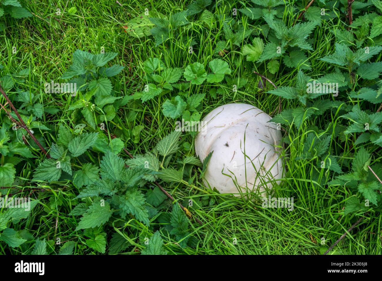 Giant puffball, Calvatia gigantea. Stock Photo