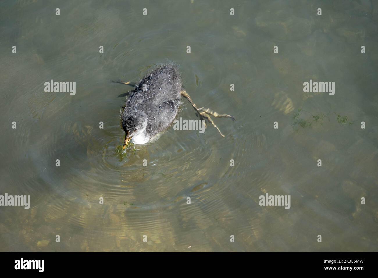 juvenile coot swimming in the river Stock Photo