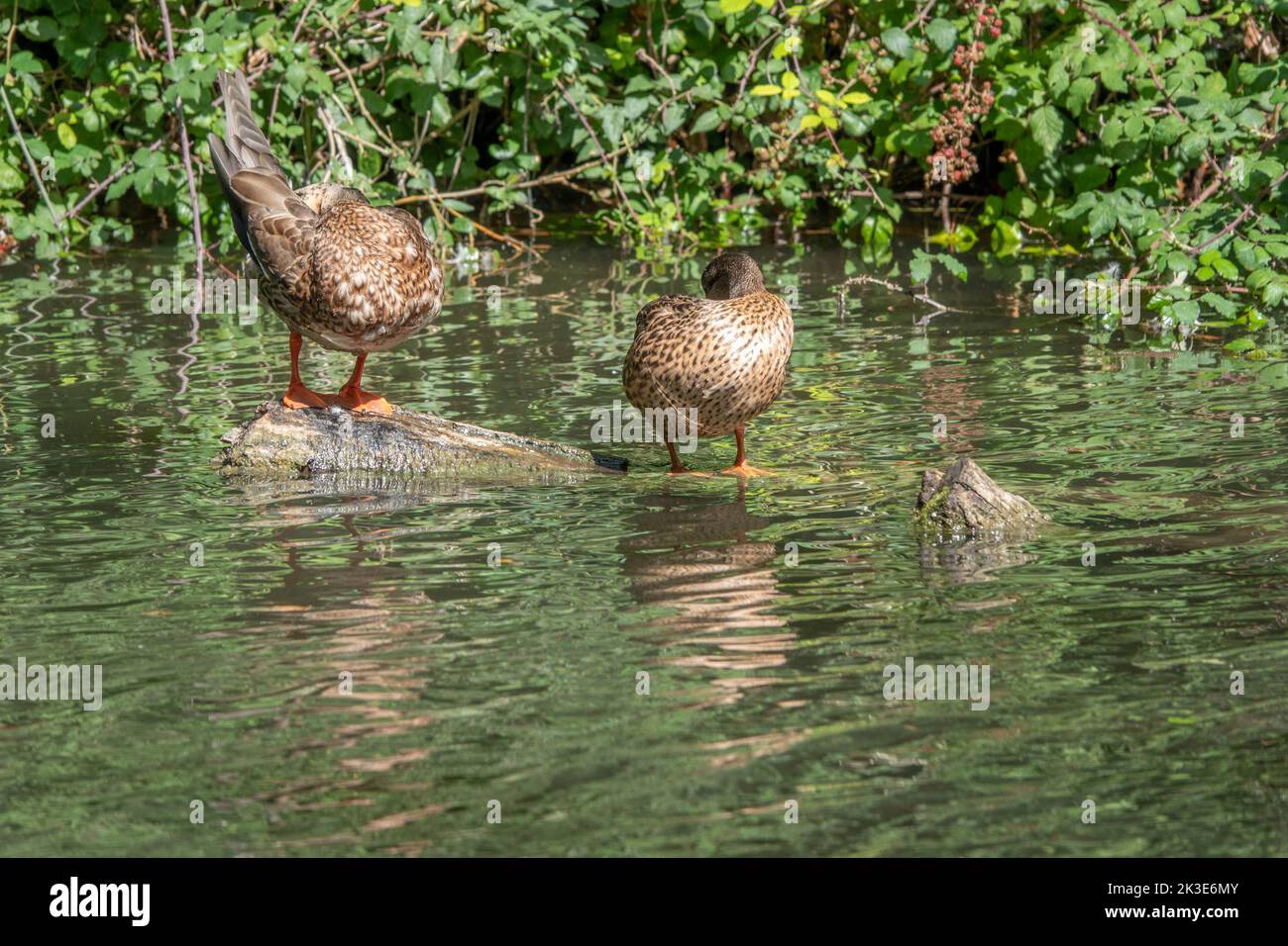 female mallard ducks balanced on a branch in the water with reflections Stock Photo