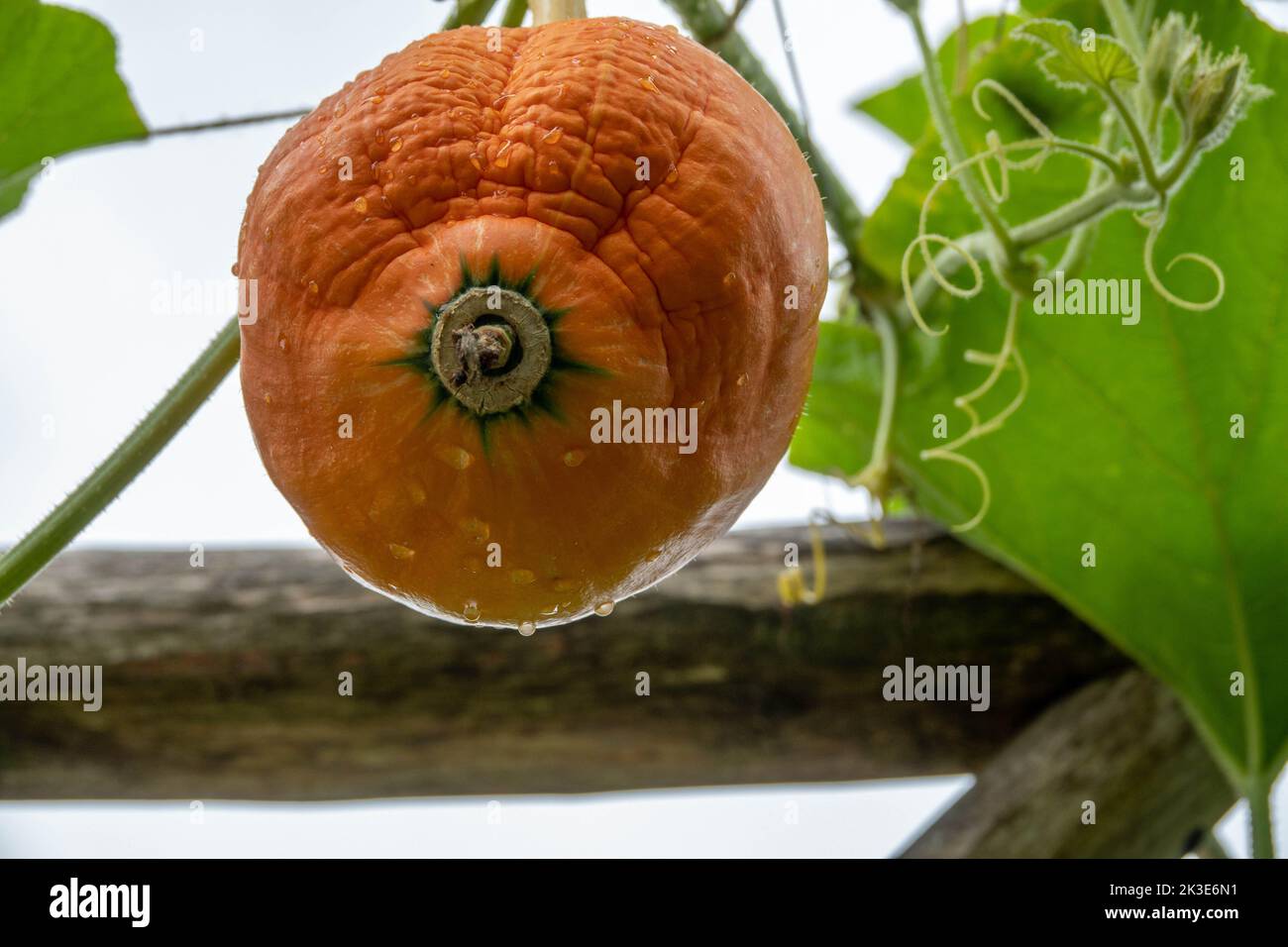 close up of raindrops on a bright orange pumpkin growing ready for Halloween Stock Photo