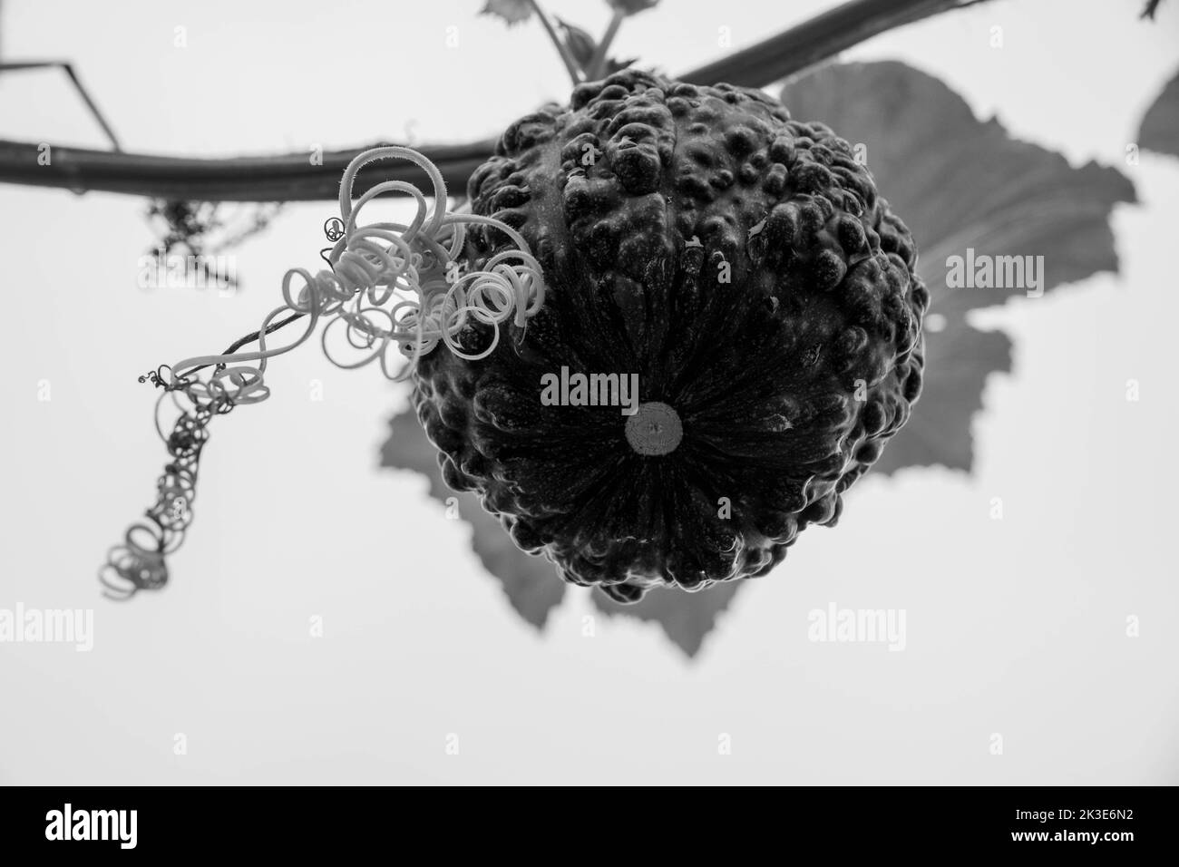 close up of a warty pumpkin in black and white Stock Photo