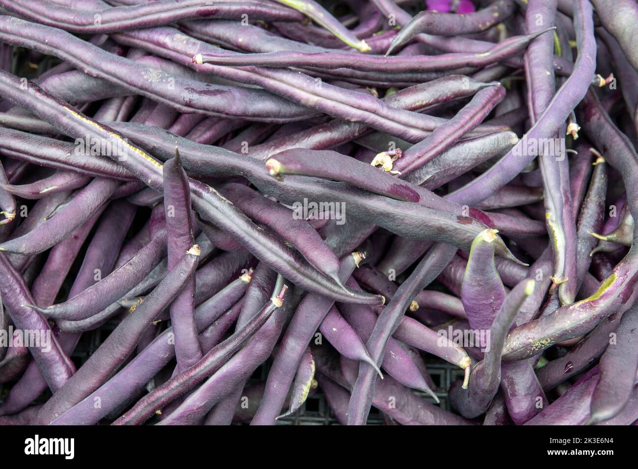 pile of fresh purple beans photographed from above Stock Photo