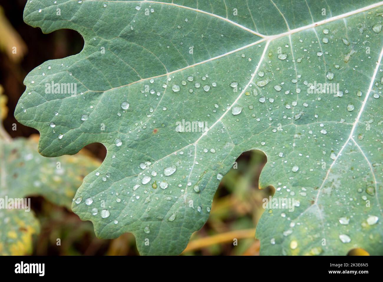 raindrops on the leaf from a fig tree a symbol of knowledge enlightenment passion and fertility Stock Photo