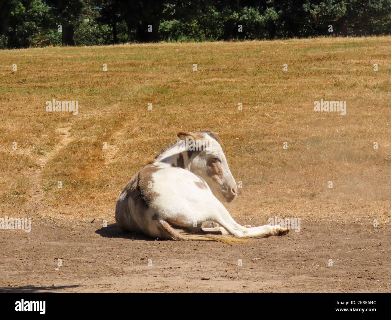 pretty brown and white donkey resting in the meadow Stock Photo