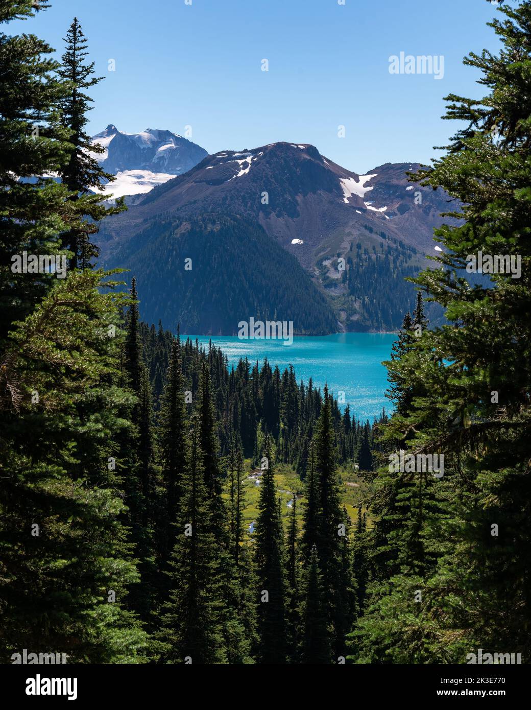 View of Garibaldi Lake and extinct volcanic mountain range through pine
