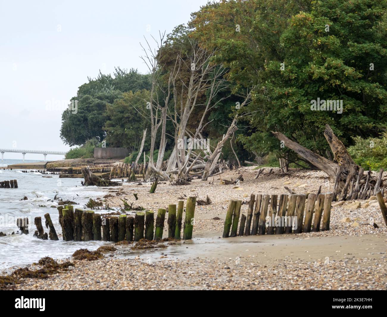 Trees on the beach after rapid coastal erosion at Foreland on the east of the Isle of White, UK. Stock Photo