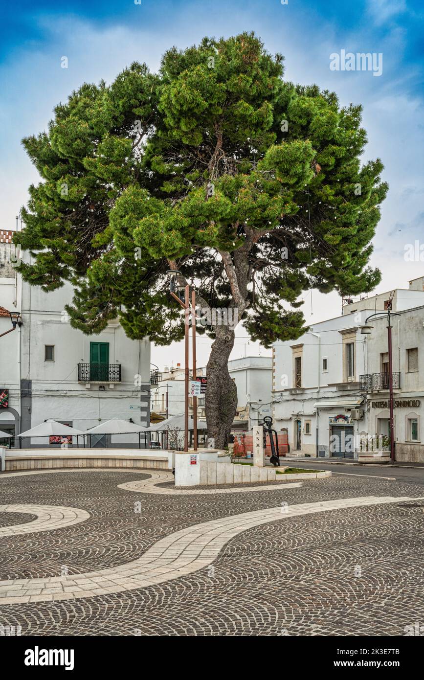 Maritime pine in the square in front of the door of the Ponte a Peschici. Peschici, Foggia province, Apulia, Italy, Europe Stock Photo