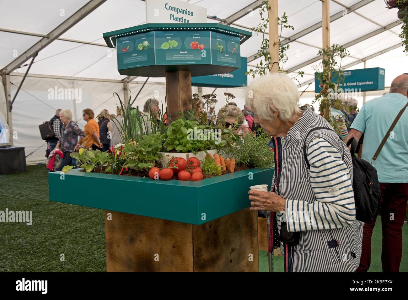 Visitor looking at display of companion planting vegetables at Canna exhibit at Three Counties Showground, Great Malvern, UK Stock Photo