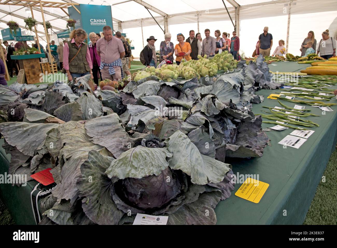 Giant cabbages are some of the giant vegetables at Three Counties Autumn Show  Great Malvern, UK Stock Photo