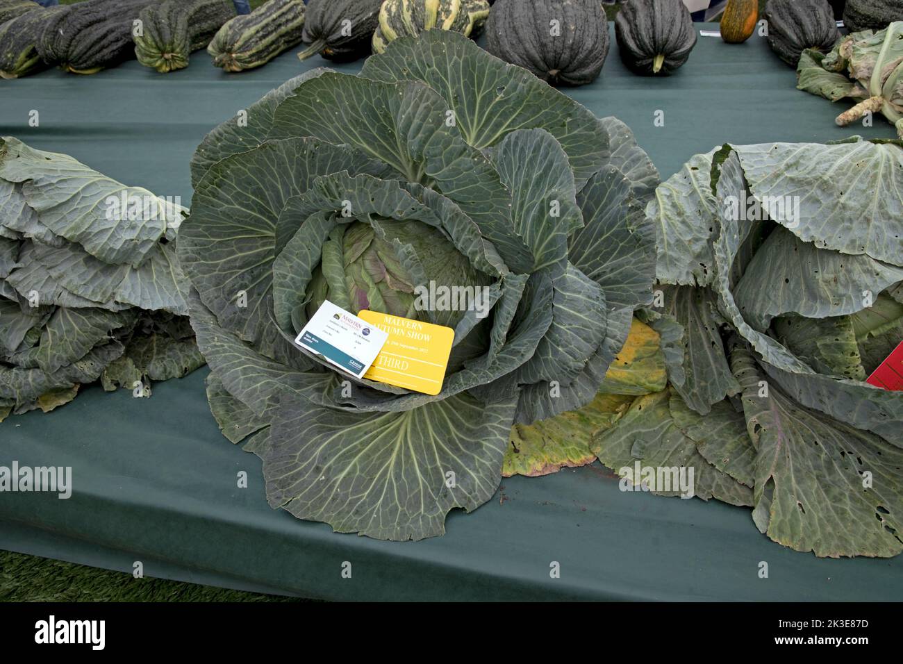 Giant cabbages are some of the giant vegetables at Three Counties Autumn Show  Great Malvern, UK Stock Photo