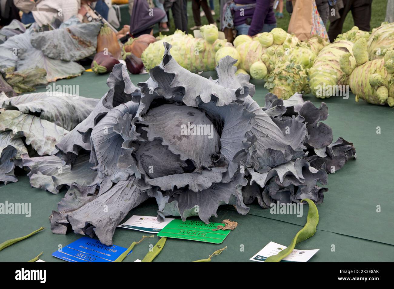 Giant cabbags are some of the giant vegetables at Three Counties Autumn Show  Great Malvern, UK Stock Photo