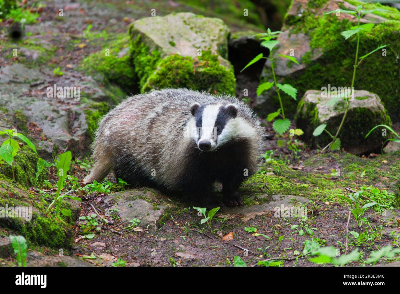 European badger (Meles meles) foraging among rocks in forest Stock Photo