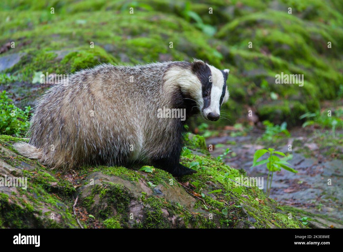 European badger (Meles meles) foraging among rocks in forest Stock Photo