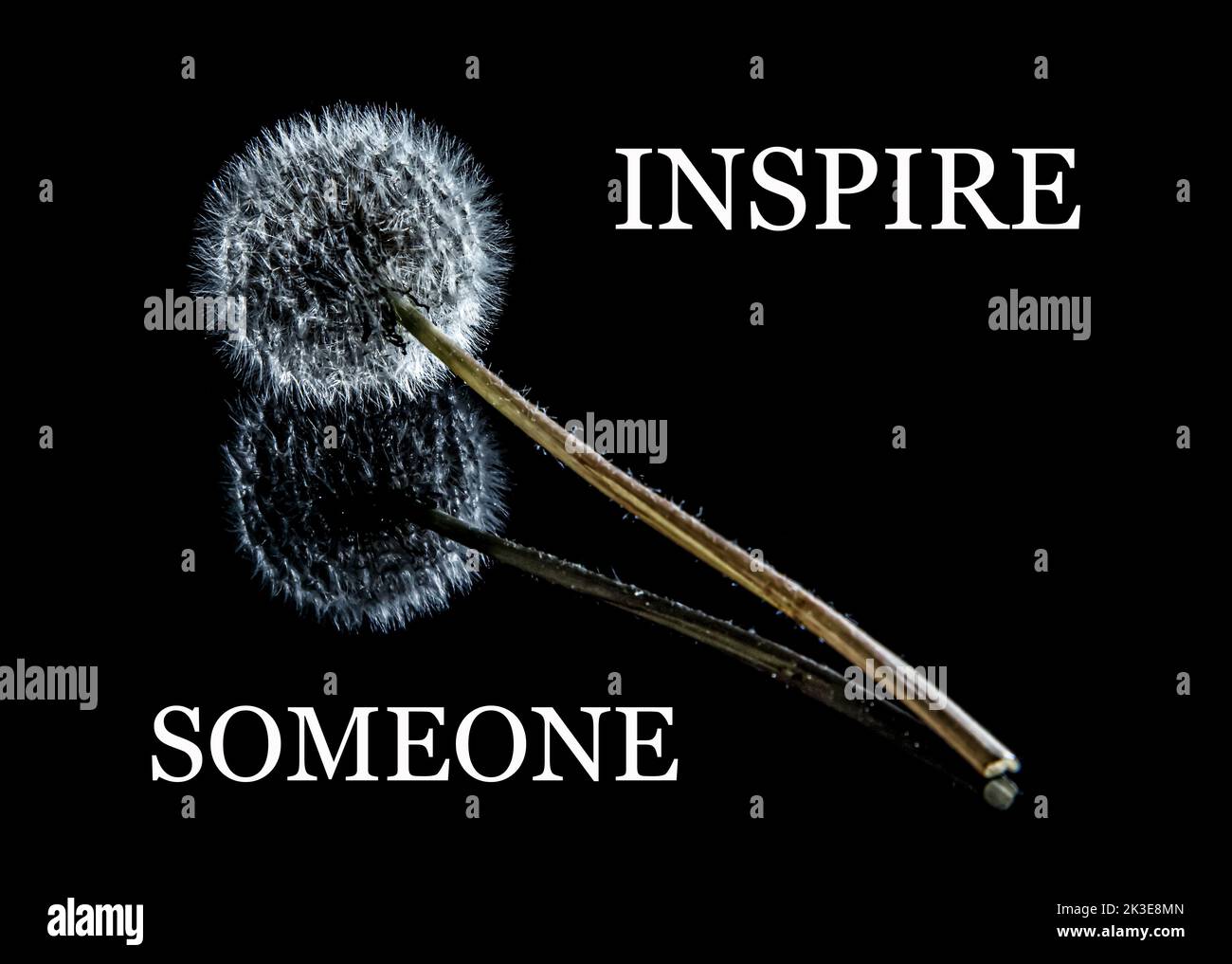 Inspirational motivational quote Inspire Someone, on black background with dandelion. Stock Photo