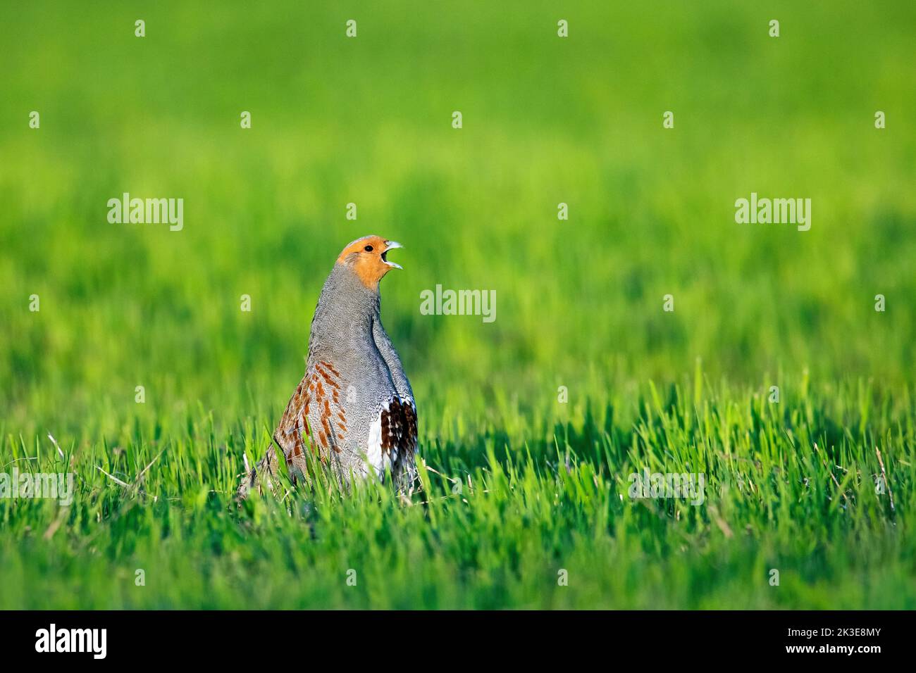 Grey partridge / English partridge / hun (Perdix perdix) male calling in field in spring Stock Photo