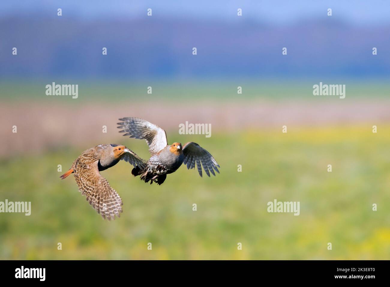 Two grey partridges / English partridges / huns (Perdix perdix) males flying over field in spring Stock Photo
