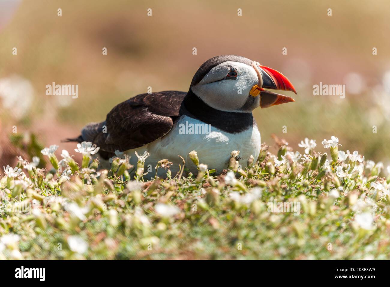 Curious Puffin (fratercula arctica) on the ground near a burrow Stock Photo