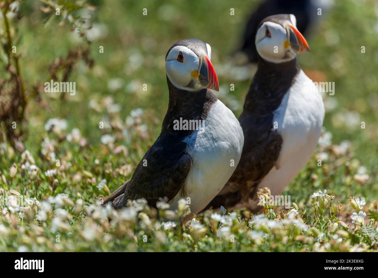 Atlantic Puffins (fratercula arctica) next to their burrows in mid summer Stock Photo