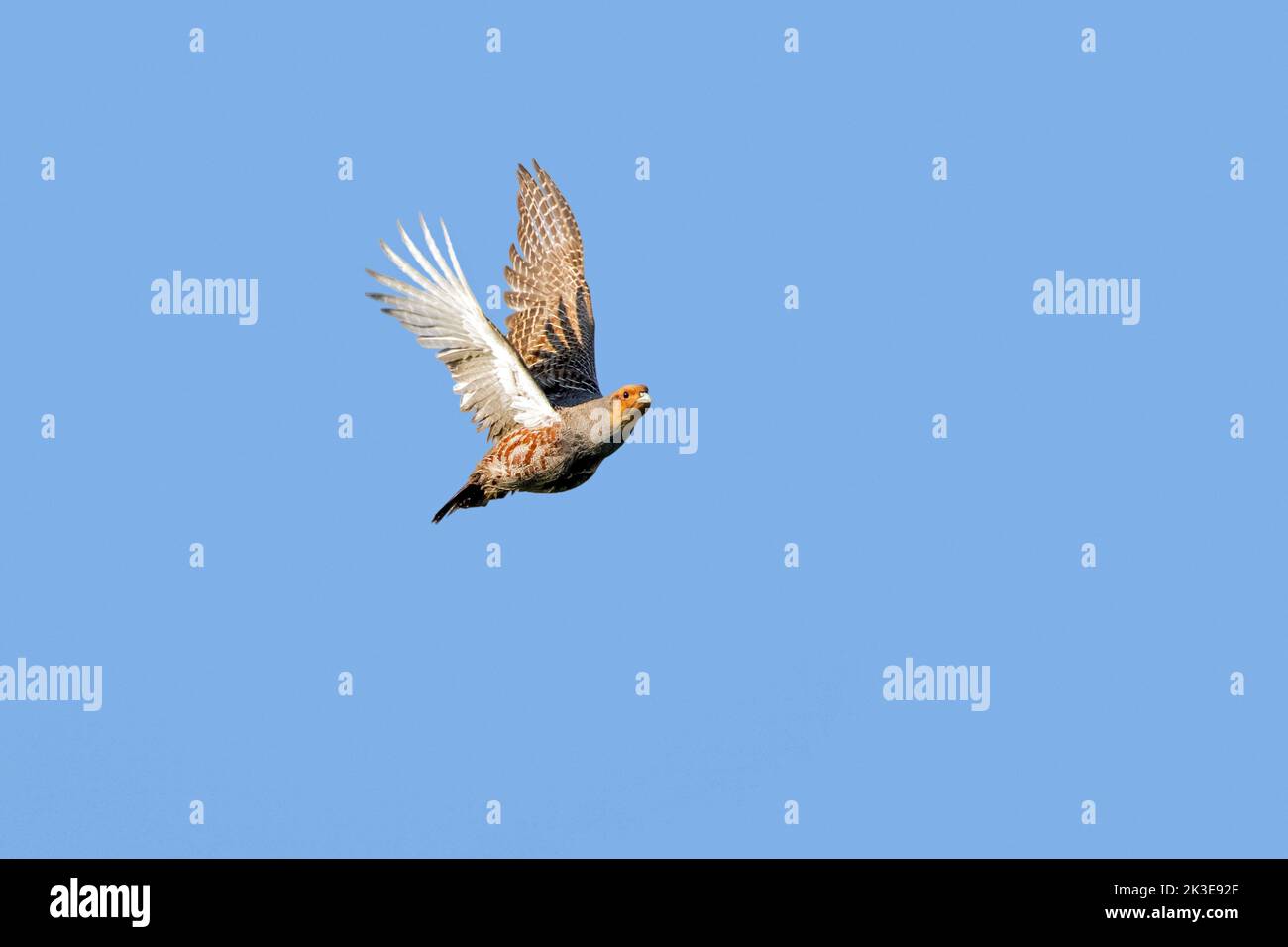 Grey partridge / English partridge / hun (Perdix perdix) male in flight against blue sky in spring Stock Photo