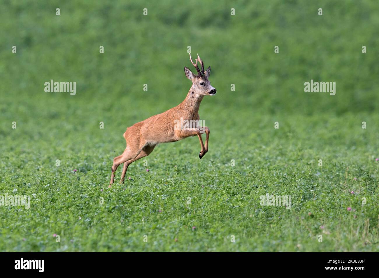 European roe deer (Capreolus capreolus) roebuck fleeing over farmland in summer Stock Photo