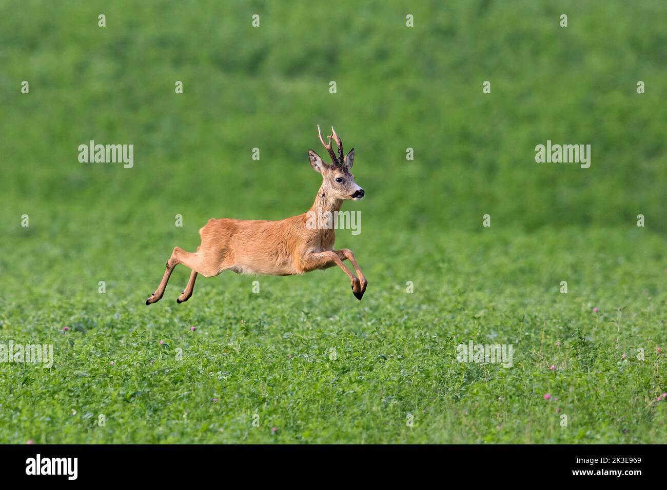 European roe deer (Capreolus capreolus) roebuck fleeing over farmland in summer Stock Photo