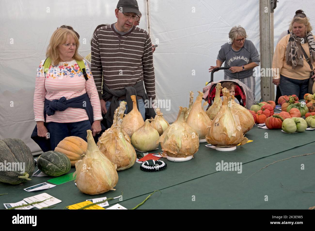Visitors looking at giant onions some of the giant vegetables at Three Counties Autumn Show  Great Malvern, UK Stock Photo