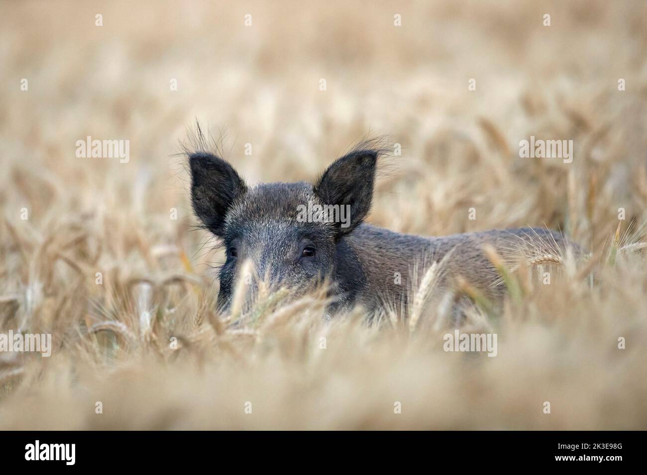 Solitary wild boar (Sus scrofa) sow / female foraging in wheat field in summer Stock Photo