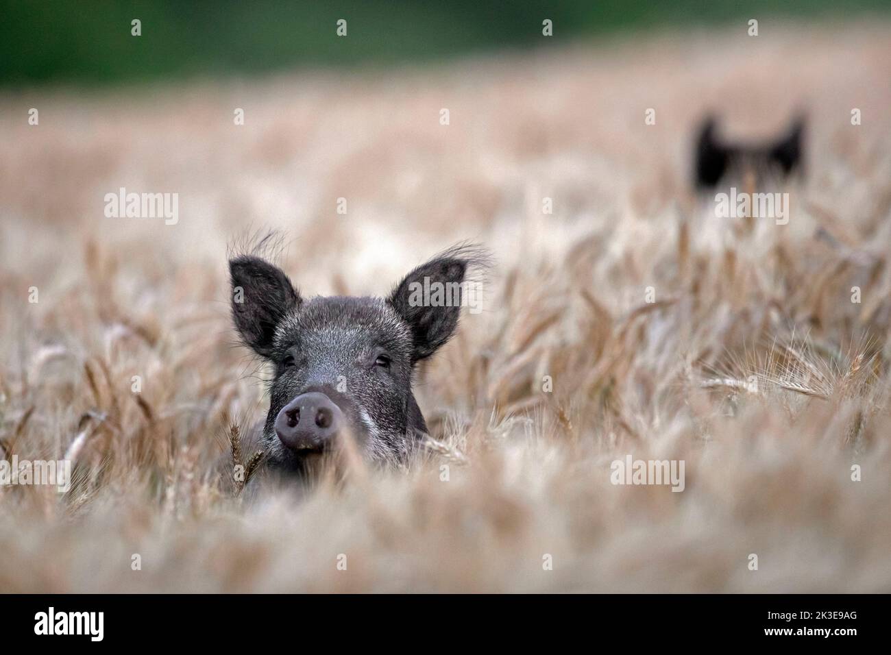 Two wild boars (Sus scrofa) foraging in wheat field in summer Stock Photo