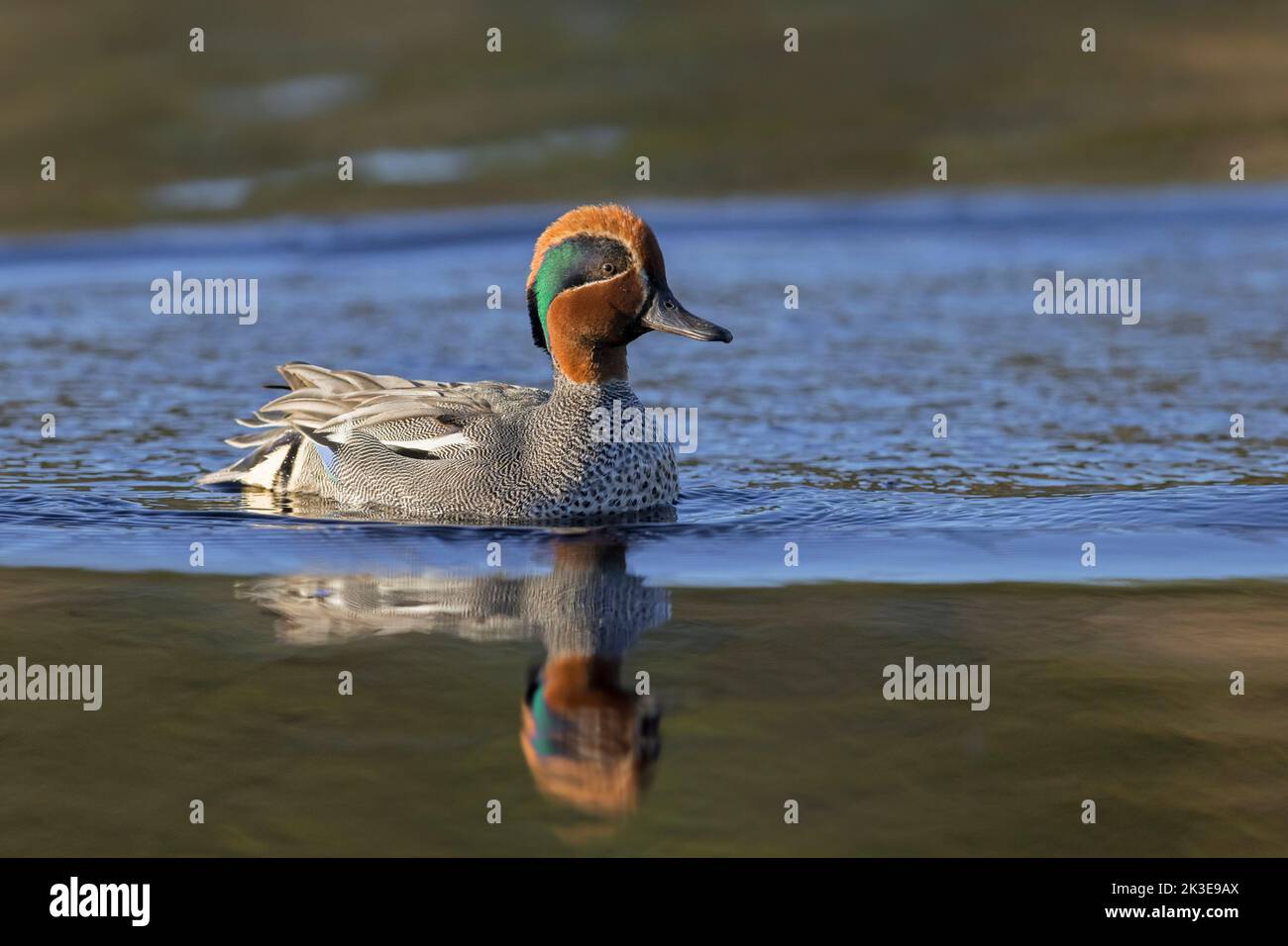 Eurasian teal / common teal / Eurasian green-winged teal (Anas crecca) male / drake in breeding plumage swimming in pond in spring Stock Photo