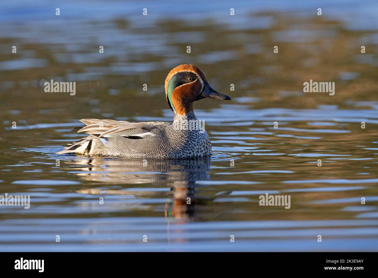 Eurasian teal / common teal / Eurasian green-winged teal (Anas crecca) male / drake in breeding plumage swimming in pond in spring Stock Photo