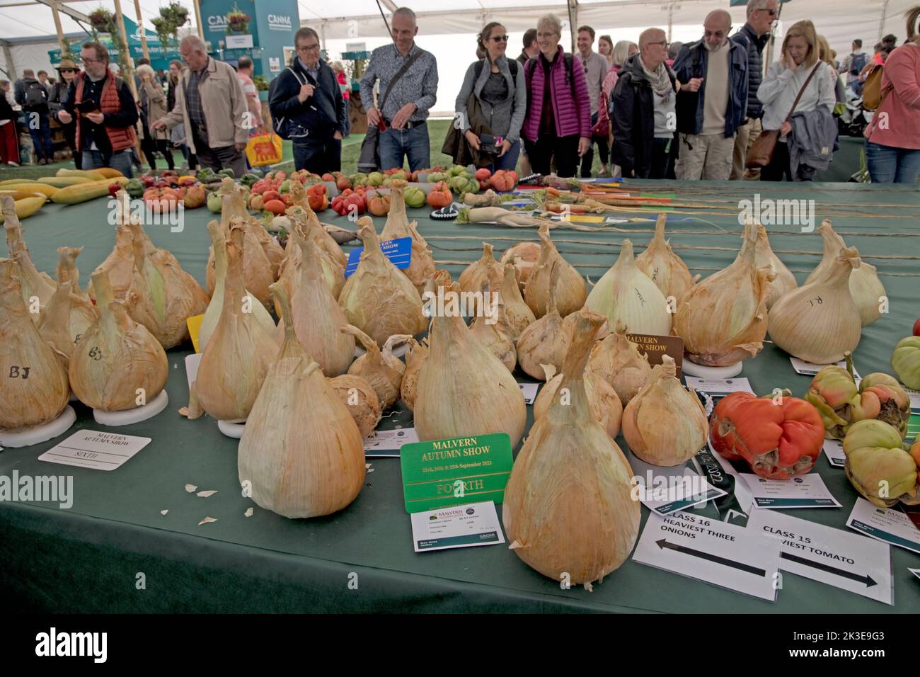 Giant onions some of the giant vegetables at Three Counties Autumn Show  Great Malvern, UK Stock Photo