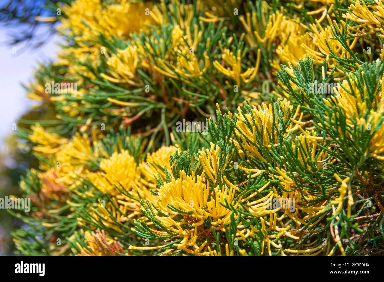 Variegated stems and leaves of coniferous trees close up Stock Photo
