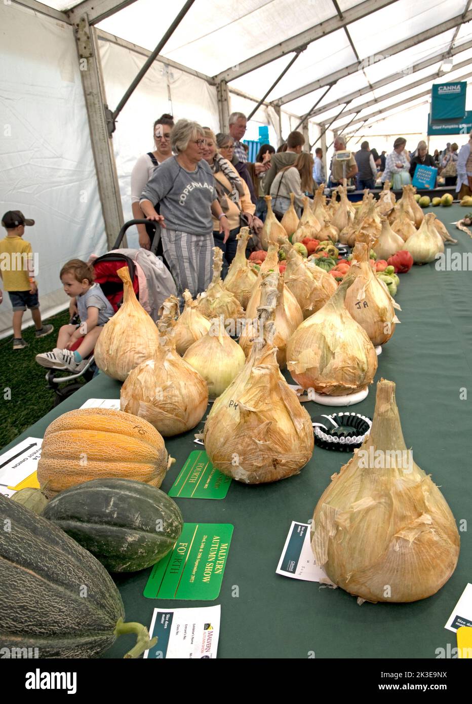 Visitors looking a giant onions some of the giant vegetables at Three Counties Autumn Show  Great Malvern, UK Stock Photo