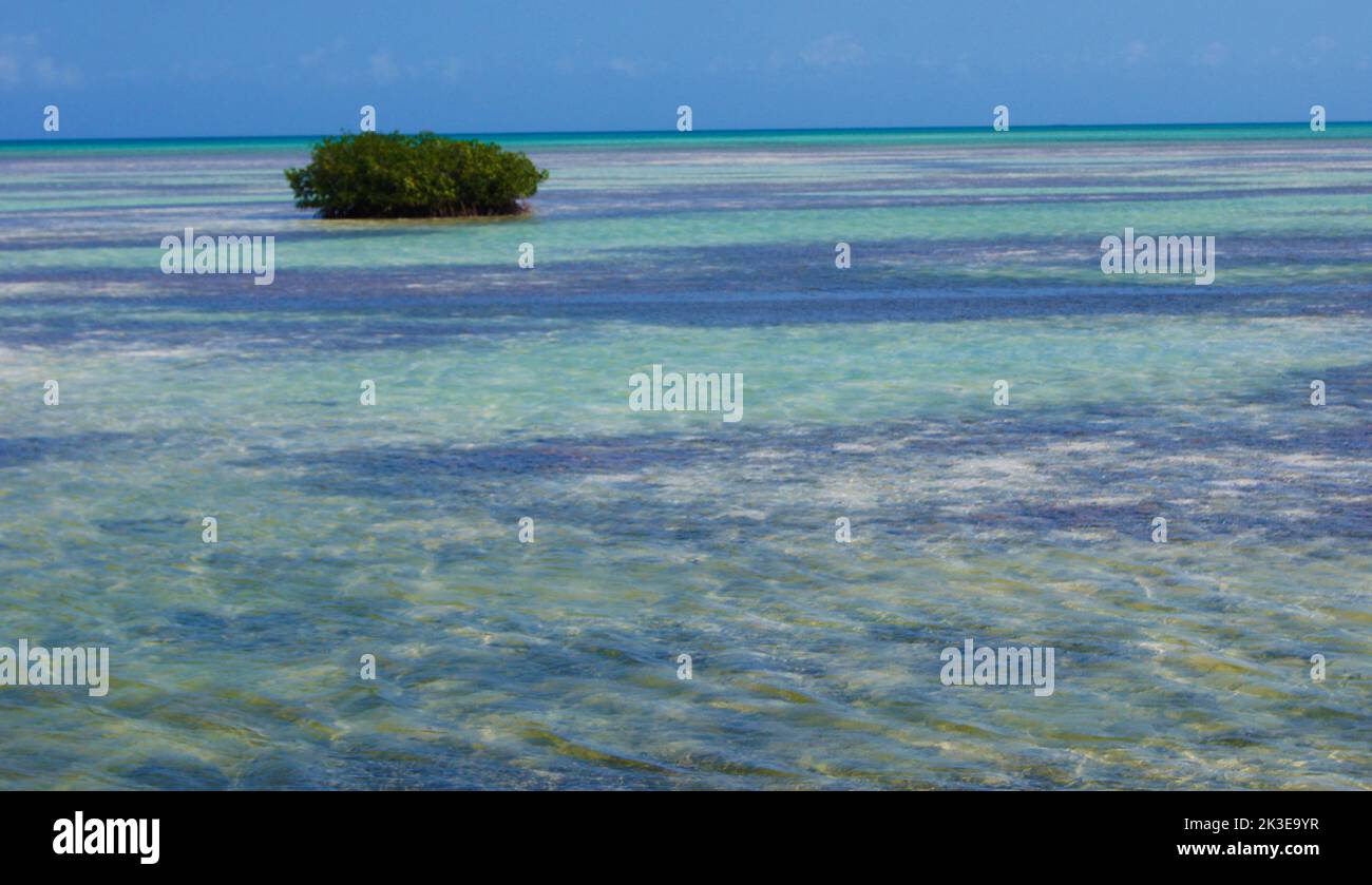 Crystal clear seabed in Cayo Guillermo - Tropical island located in the Jardines del Rey - Island of Cuba Stock Photo