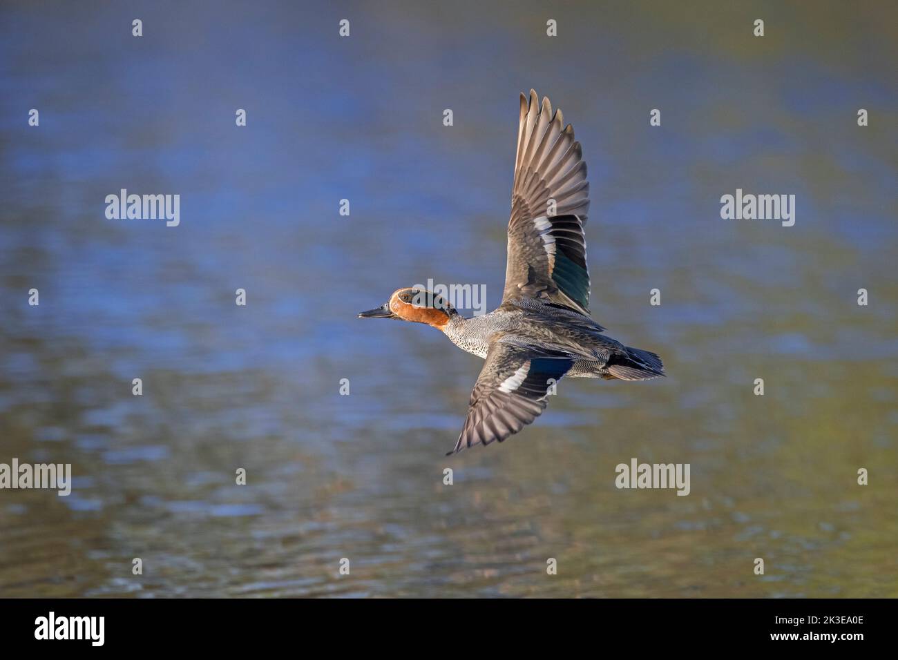 Eurasian teal / common teal / Eurasian green-winged teal (Anas crecca) male / drake in breeding plumage flying over pond in spring Stock Photo