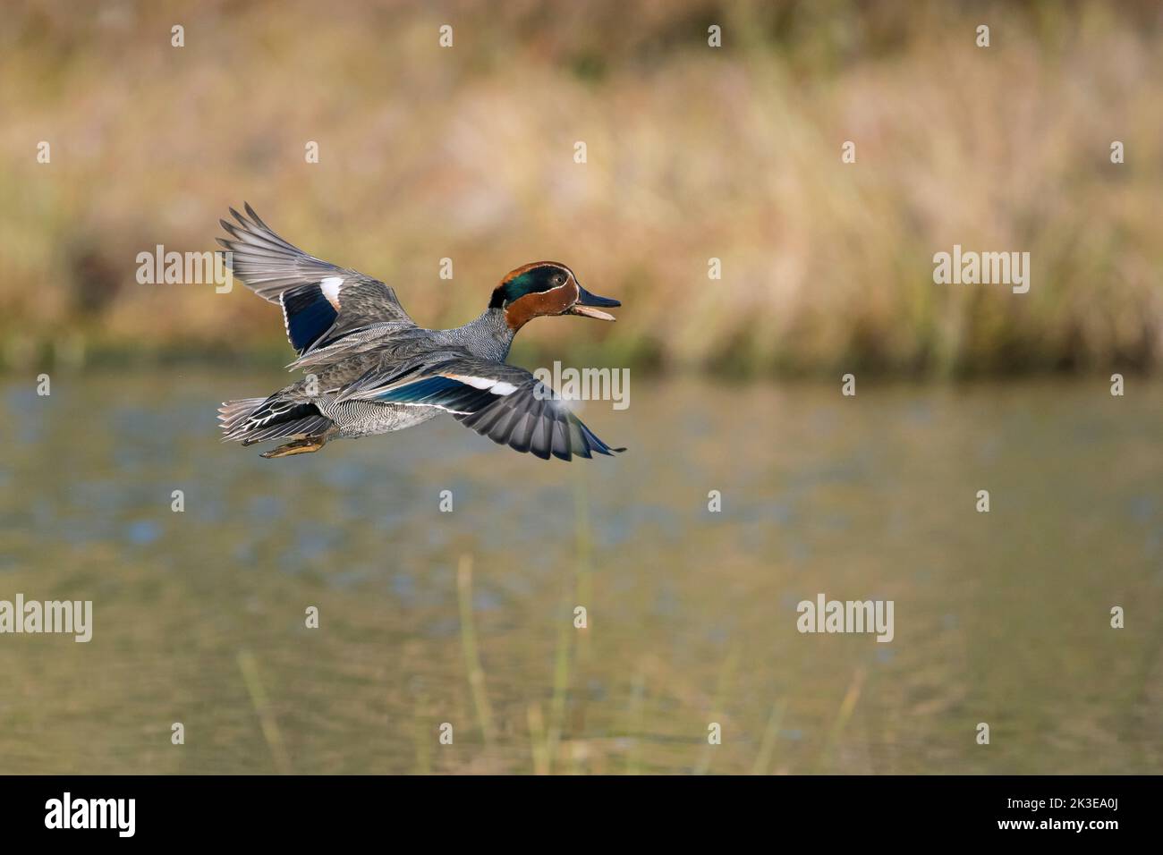Eurasian teal / common teal / Eurasian green-winged teal (Anas crecca) male / drake in breeding plumage calling while flying over pond in spring Stock Photo