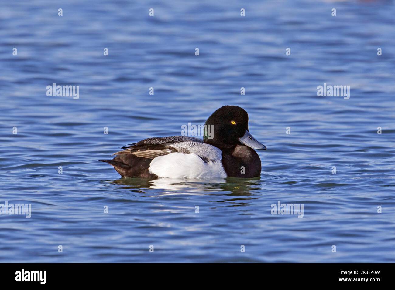 Greater scaup (Aythya marila / Anas marila) male / drake swimming in lake in winter Stock Photo
