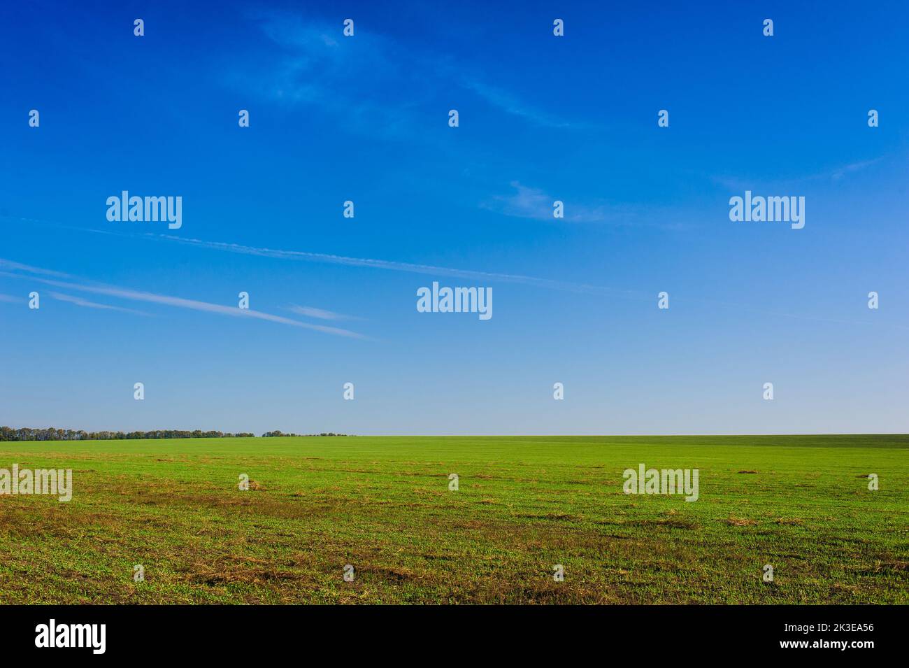 Ukrainian Green Field of wheat, blue sky and sun, white clouds ...