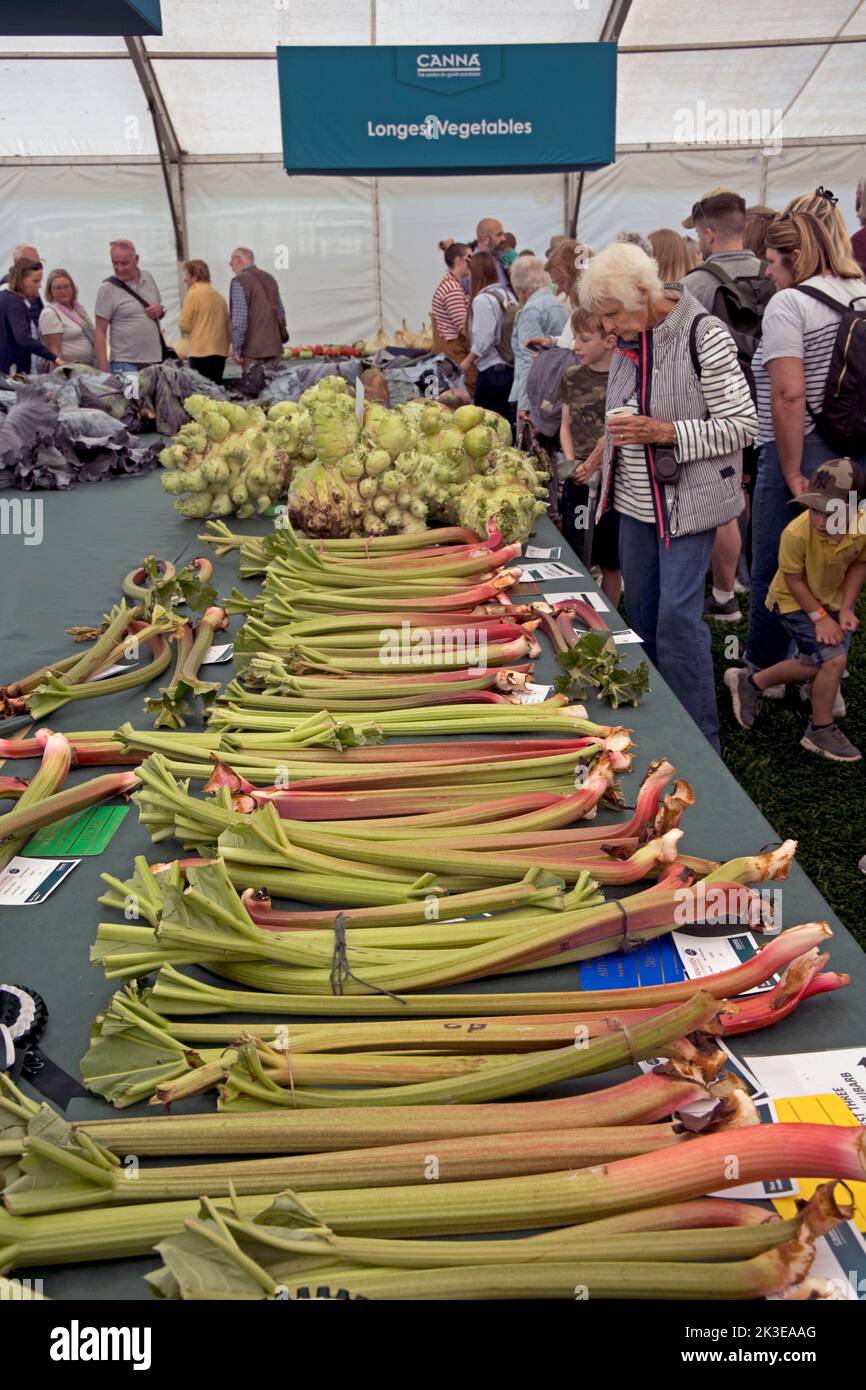 Visitors looking at huge sticks of rhubarb some of the giant vegetables at Three Counties Autumn Show  Great Malvern, UK Stock Photo