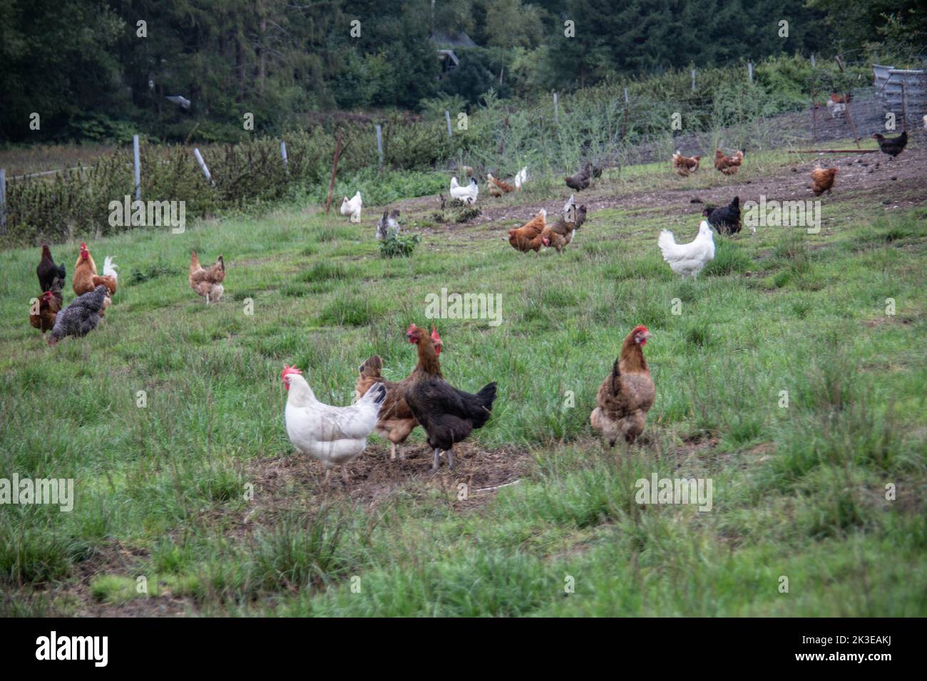 Chickens peck at the meadow for food Stock Photo