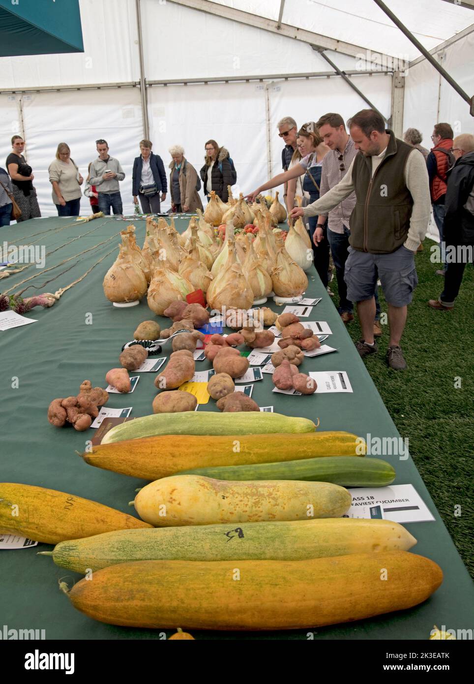 Visitors looking at huge marrows and enormous onions  - some of the giant vegetables at Three Counties Autumn Show  Great Malvern, UK Stock Photo