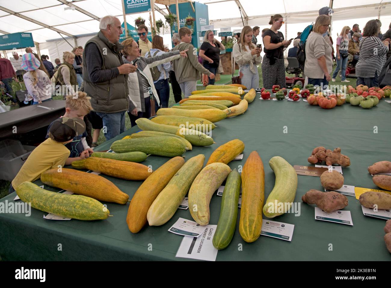 Visitors looking at huge cucumbers  - some of the giant vegetables at Three Counties Autumn Show  Great Malvern, UK Stock Photo